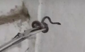 Dinas Damkar Banyuwangi, Evakuasi Ular Cobra Dirumah Warga