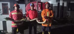Dinas Damkar Banyuwangi, Kembali Evakuasi Ular Piton 4meter dari Rumah Warga