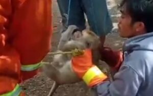 Drama Ekor Panjang: Monyet Penggigit Anak Kecil Ditangkap di Banyuwangi