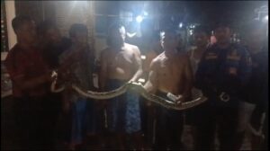 Ular Piton 4 Meter Dievakuasi Tim Damkarmat dari Rumah Warga Di Banyuwangi, Dengan Membongkar Bata Tembok