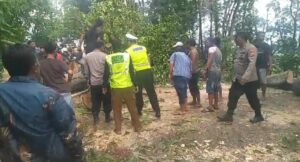 Jalan Kumitir Banyuwangi-Jember Macet Total akibat Pohon Raksasa Tumbang di Dekat Patung Gandrung 