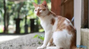 Kucing Bisa Meramalkan Kekayaan? Mitos atau Kenyataan?