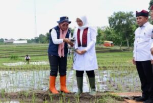 Banyuwangi Terapkan Pemupukan Tepat Dosis Berbasis IoT
