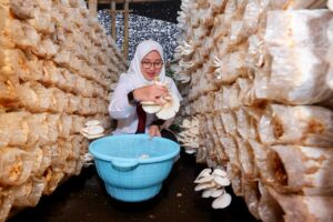 Libatkan Ratusan Warga, Kampung Jamur di Banyuwangi Produksi 15 Ton Jamur Sebulan