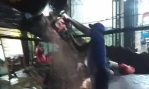 Dinas Damkarmat Banyuwangi, Lakukan Evakuasi Pohon Tumbang yang Menimpa Kendaraan
