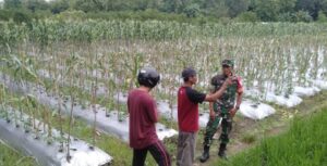 Babinsa Singojuruh Lakukan Pendataan Area Sawah dalam Rangka Ketahanan Pangan 