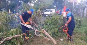 Dinas Damkar Banyuwangi, Dengan Cepat Evakuasi pohon tumbang di Jalan Nasional Kabat