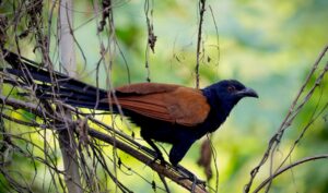 Burung Bubut Besar, Keberadaannya Dianggap Antara Ada dan Tiada