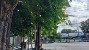 Ranting dan Daun Menutup Rambu Lalu Lintas di Banyuwangi, KPB Desak Tindakan Cepat dari Pemerintah