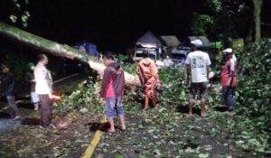 Gercep Polisi Bersama Warga Tangani Pohon Tumbang, Jalur Nasional Lintas Gumitir Kembali Lancar