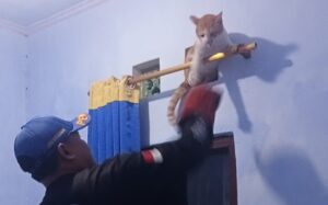 Kucing Liar “Si Oyen” Berontak saat di Evakuasi, Tim Rescue Mendapat Serangan Agresif