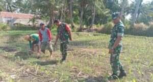 Dukung Hanpangan, Babinsa Koramil 0825/01 Banyuwangi Aktif Bantu Petani