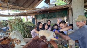 Jelang Idhul Adha, Dispertan Banyuwangi Mulai Lakukan Cek Kesehatan Hewan Qurban