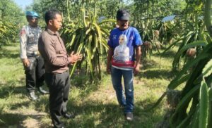 Kebun Buah Naga Milik Warga Kedunggebang Banyuwangi, Disatroni Maling