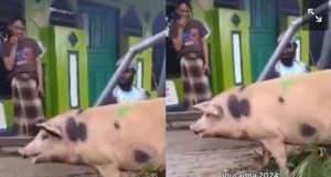 Momen Unik di Hari Raya Idul Adha, Mualaf di Papua Membawa Babi untuk Kurban