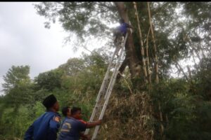 Kucing Terjebak di Pohon Selama Dua Hari, Pemilik Mogok Makan, Damkar Banyuwangi Berhasil Evakuasi