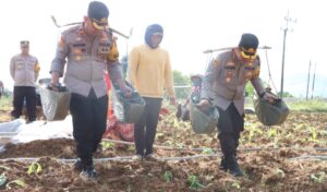 Polres Sumenep Dukung Peningkatan Ekonomi Petani Melalui Kegiatan Menanam Tembakau Bersama Masyarakat