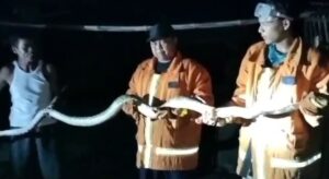 Evakuasi Ular Python di Srono, Banyuwangi, Tim Damkar Berhasil Tangani Ular Sepanjang 4 Meter