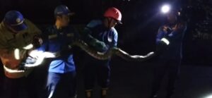 Petugas Damkar Banyuwangi Kembali Evakuasi Ular Python 5 Meter Memangsa Kucing, di Lingkungan Tamanbaru
