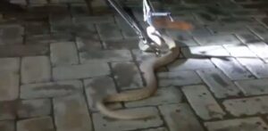 Setelah 2 Python, Giliran Cobra Dievakuasi oleh Tim Damkarmat Banyuwangi dari Pemukiman Warga