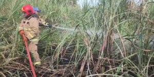 Kebakaran Lahan Tebu di Banyuwangi, 2 Hektar Lahan Hangus, Diduga Akibat Pembakaran Sampah