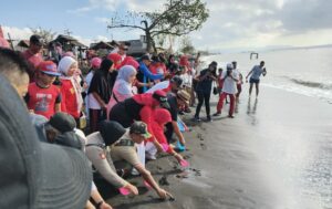 Semarak HUT RI ke-79, Pantai Wonosari Banyuwangi Gelar Upacara Bendera, Pelepasan Tukik dan Jalan Sehat