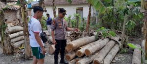 Polsek Purwoharjo Ungkap Kasus Ilegal Logging, Dua Pelaku diamankan