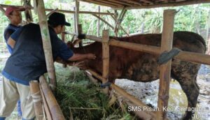 Pemkab Banyuwangi Genjot Produktivitas Sapi Indukan Lewat Program “SMS PISAN”