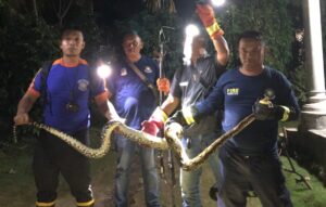 Python Sepanjang 3 Meter di Atap Dapur Warga Banyuwangi, Dievakuasi oleh Damkarmat