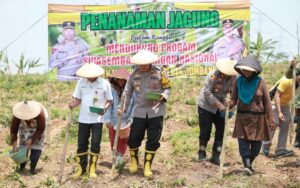 Wujudkan Swasembada Pangan, Polres Jombang Tanam Jagung di Lahan Kosong