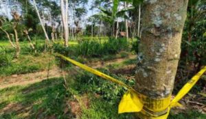 Polresta Banyuwangi Selidiki Kasus Meninggalnya Siswi MI di Kebun wilayah Kalibaru