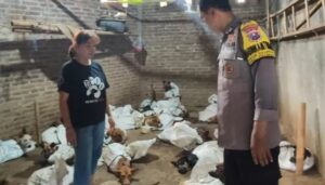Gudang di Cluring Digerebek, Polisi Amankan 64 Anjing dalam Kondisi Mengenaskan