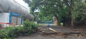 Pohon Trembesi di GOR Tawang Alun Banyuwangi Tumbang, Aliran Listrik Terganggu