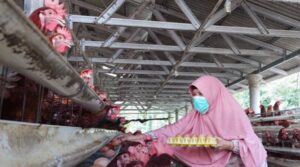 DPRD Banyuwangi Desak Pembangunan Rumah Potong Unggas (RPU), Demi Tingkatkan Kesejahteraan Peternak