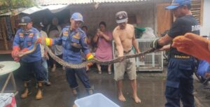 Tim Damkarmat Banyuwangi Kembali Evakuasi Ular Phyton 4 Meter dari Rumah Warga di Kertosari