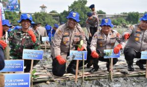 Lestarikan Lingkungan, Ditpolairud Polda Jatim Tanam Belasan Ribu Bibit Mangrove di Gresik