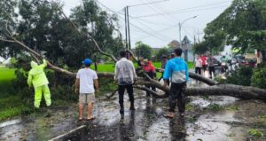 Polresta Banyuwangi Bergerak Cepat Atasi Pohon Tumbang yang Tutup Akses Jalan Utama
