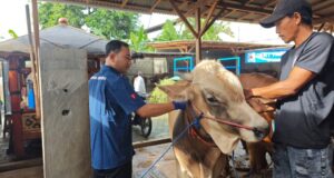 Pemkab Banyuwangi Intensifkan Desinfeksi & Vaksinasi Ternak untuk Tekan Penyebaran PMK