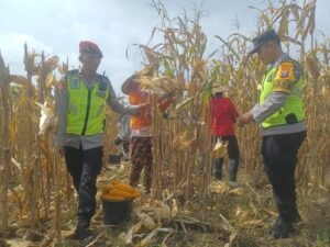 Dorong Produksi Pangan, Pak Bhabin Bantu Petani Bojonegoro Panen Jagung