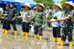 Dukung Ketahanan Pangan, Lapas Banyuwangi Tanam Padi di SAE Pakis