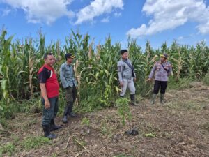 Polresta Banyuwangi Polsek Siliragung dan Perhutani Cek Tanaman Jagung dan Lahan Pasca Panen dalam Dukung Ketahanan Pangan