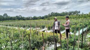 Implementasi Asta Cita Presiden; Polresta Banyuwangi Dukung Ketahanan Pangan dengan Bhabinkamtibmas lakukan Pendampingan ke Warga