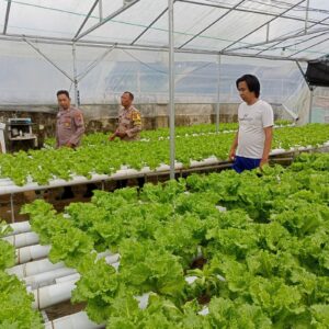 Bhabinkamtibmas Polsek Glenmore Polresta Banyuwangi; Dorong Pemanfaatan Pekarangan Rumah untuk Ketahanan Pangan Nasional