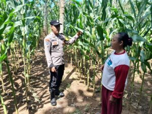 Bhabinkamtibmas Polresta Banyuwangi; Dukung Ketahanan Pangan Dengan Monitoring Perkembangan tanaman Jagung