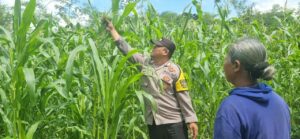 Bhabinkamtibmas Polresta Banyuwangi Dorong Ketahanan Pangan dengan Monitoring Tanaman Jagung