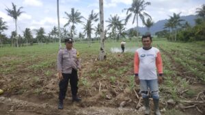Peran Aktif Bhabinkamtibmas Polresta Banyuwangi; dalam Program Ketahanan Pangan Dengan Monitoring tanaman Jagung