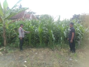 Dukung Ketahanan Pangan, Bhabinkamtibmas Polresta Banyuwangi Pantau Pertumbuhan Jagung