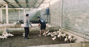 Polresta Banyuwangi Dukung Ketahanan Pangan dengan Pemanfaatan Lahan untuk Berternak Unggas