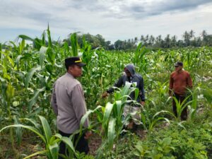 Polresta Banyuwangi Polsek Gambiran Dukung Ketahanan Pangan, Kanit Binmas Sambangi Petani Jagung
