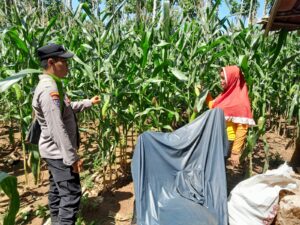 Peran Aktif Bhabinkamtibmas Polresta Banyuwangi; dalam Program Ketahanan Pangan Dengan Monitoring tanaman Jagung